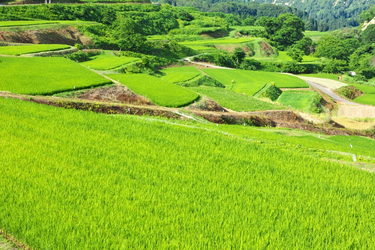 Shikamura Terraced Rice Fields