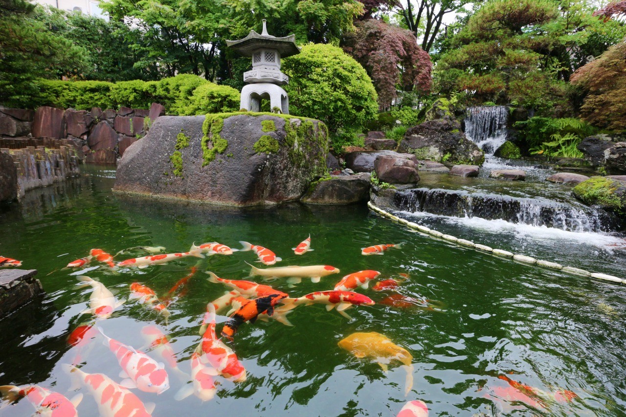 小千谷錦鯉の里