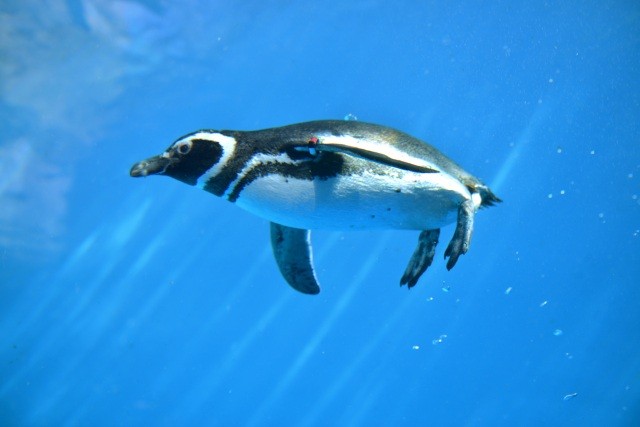 上越市立水族館うみがたり