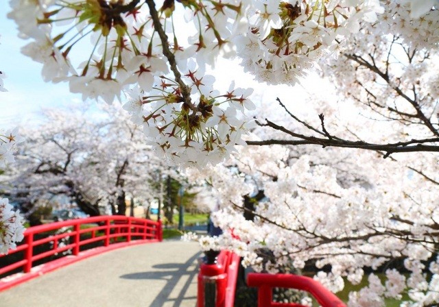 朱塗りの橋が桜を引き立てます。