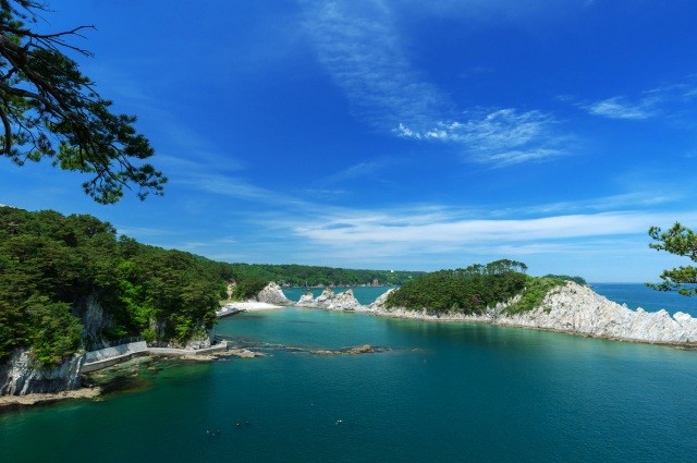 ナンブアカマツの群生【pixta】