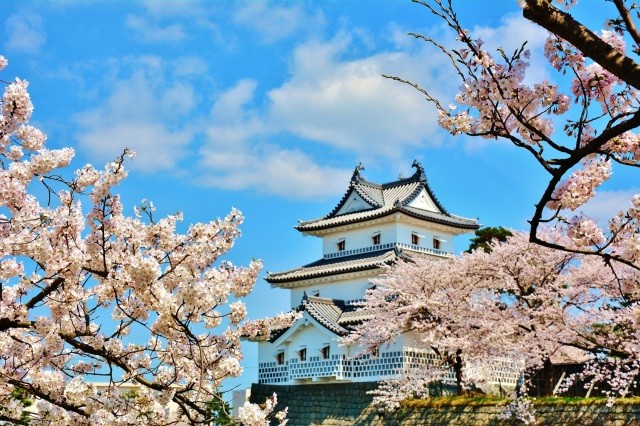 桜の名所、開花時期には多くの人が【pixta】