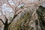 石垣に映える桜【pixta】