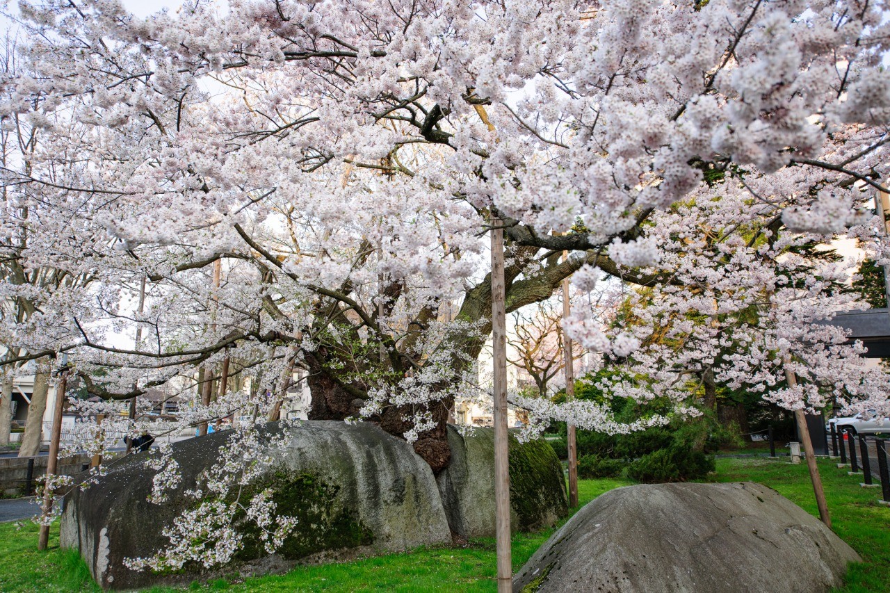 Rock-Breaking Cherry Tree