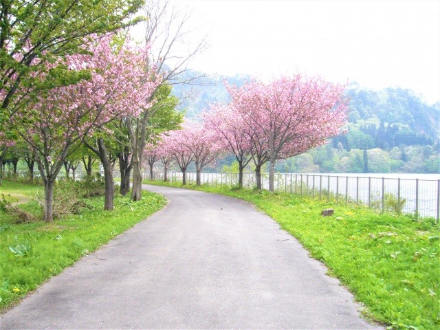春の川尻湖畔公園