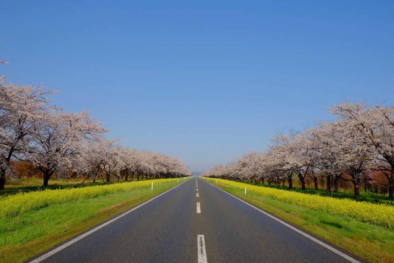 桜 菜の花ロード 東北の観光スポットを探す 旅東北 東北の観光 旅行情報サイト