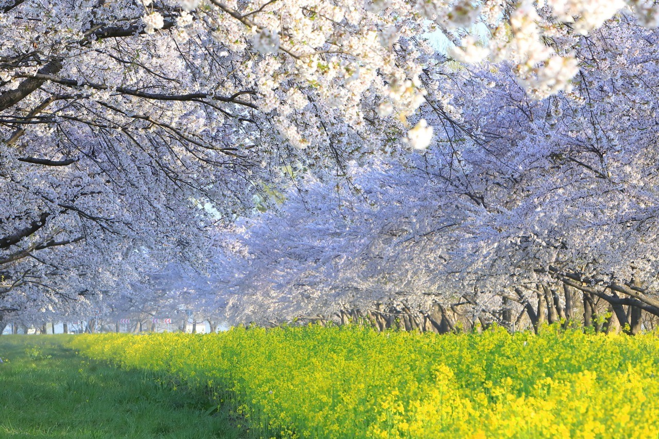 桜 菜の花ロード 東北の観光スポットを探す 旅東北 東北の観光 旅行情報サイト