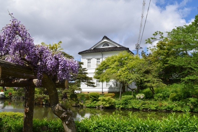 初夏には藤の花も【pixta】