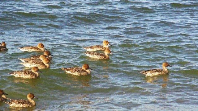 かわいいカモたちの姿も