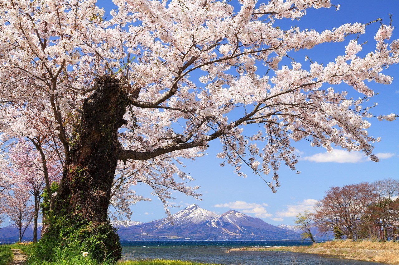 桜とともに雄大な磐梯山を望む