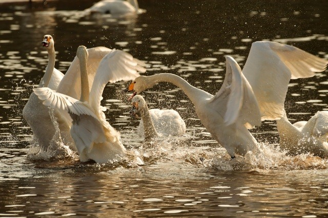 冬にはシベリアから白鳥たちが飛来【pixta】