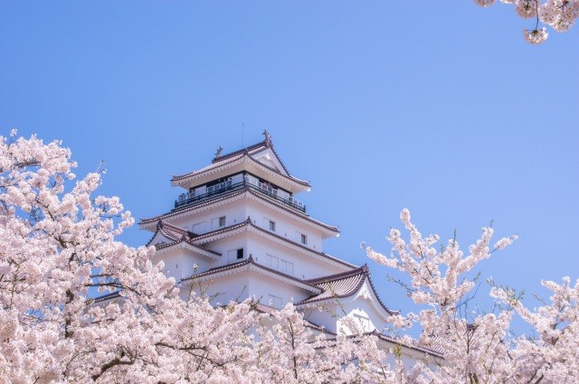 約1000本の桜が城を飾る【pixta】