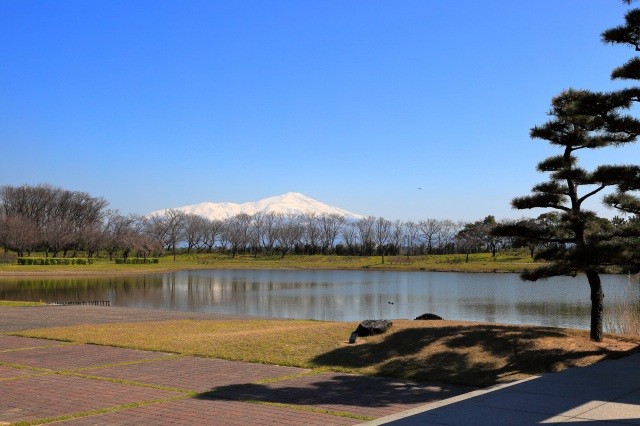 目の前に広がる白鳥池（拳湖）と鳥海山