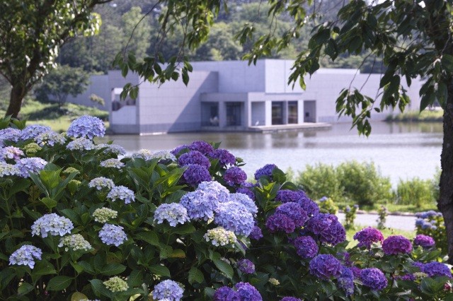 初夏に見ごろを迎えるあじさい【pixta】