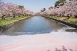 映画『花のあと』のロケ地にもなった鶴岡公園内に位置【pixta】