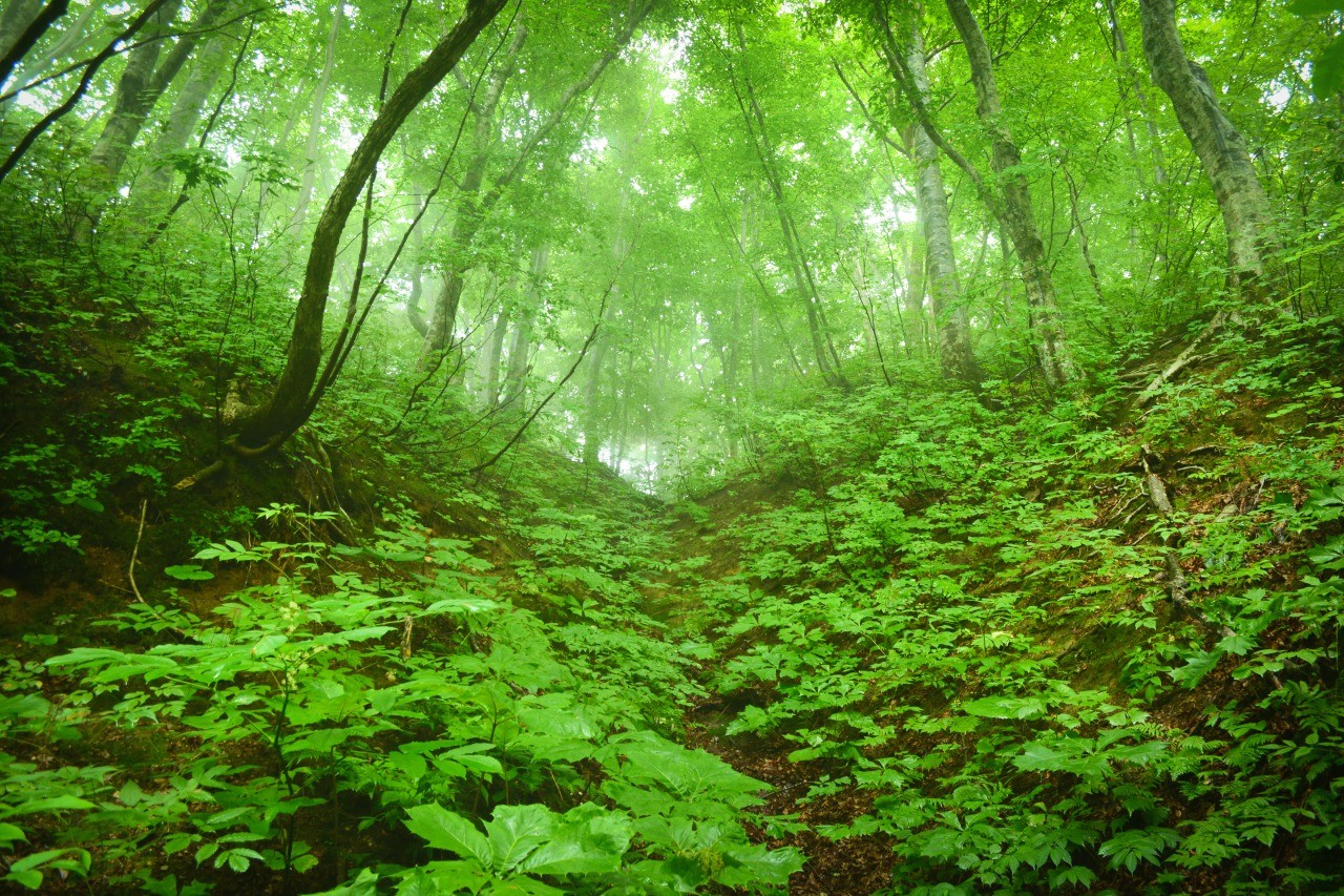 시라카미 산지