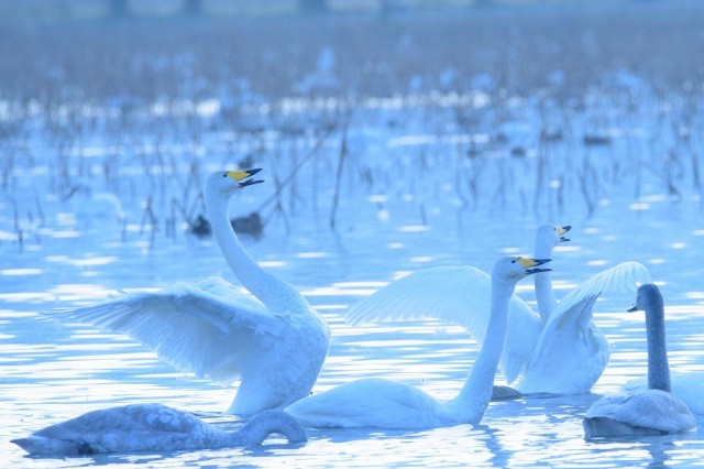 白鳥を身近にみられる全国有数の飛来地【pixta】