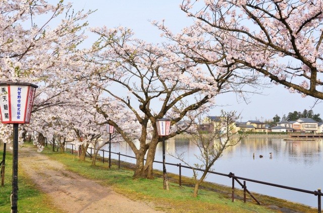 「瓢湖桜まつり」湖畔を取り囲む桜【pixta】