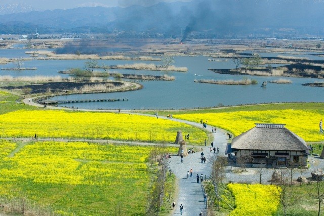 菜の花は例年4月中旬～5月上旬が見頃