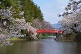 お堀に架かる赤い橋と桜のコントラスト【pixta】
