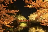 松が岬公園の桜のライトアップ【pixta】
