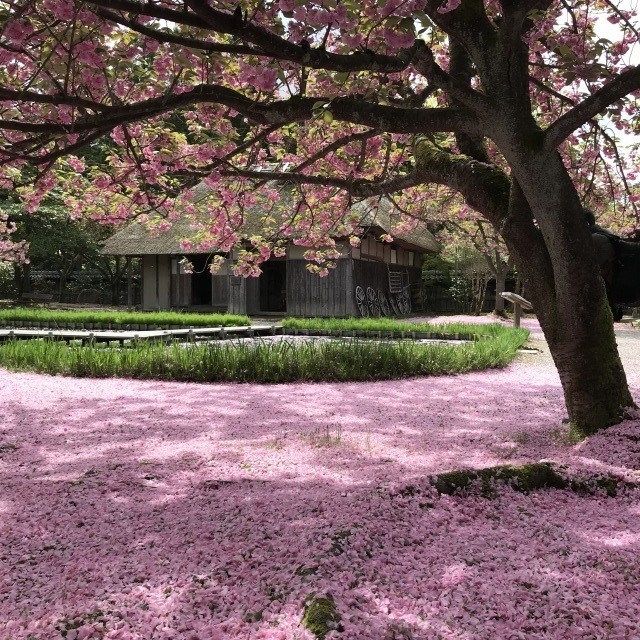 古民家と八重桜
