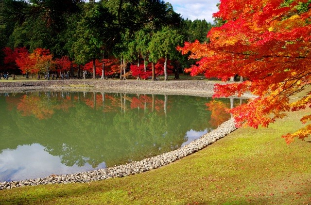 紅葉を映し出す「大泉が池」【pixta】
