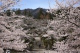 春の弥彦神社。桜が見事に咲き誇ります。【pixta】