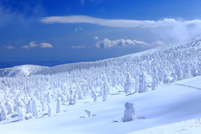 真っ白に覆われた斜面に並ぶ樹氷