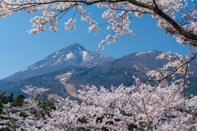 まるで絵画！桜と磐梯山【pixta】
