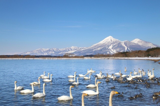 冬、白鳥が飛来する猪苗代湖とともに【pixta】
