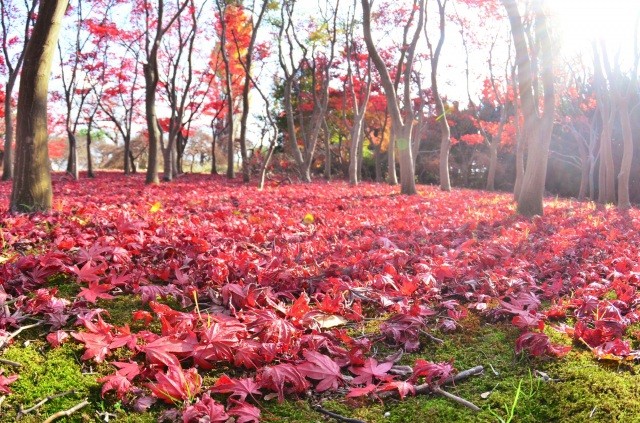 美しい紅葉のじゅうたん【pixta】