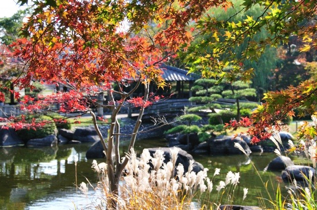 紅葉やススキが彩る秋の鳥屋野潟公園【pixta】