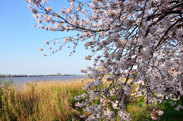 桜を見ながら湖周辺を散策【pixta】