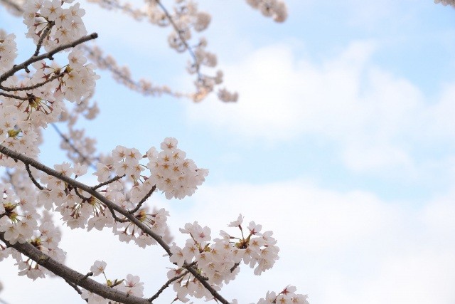 桜の季節には多くの人でにぎわいます。【pixta】