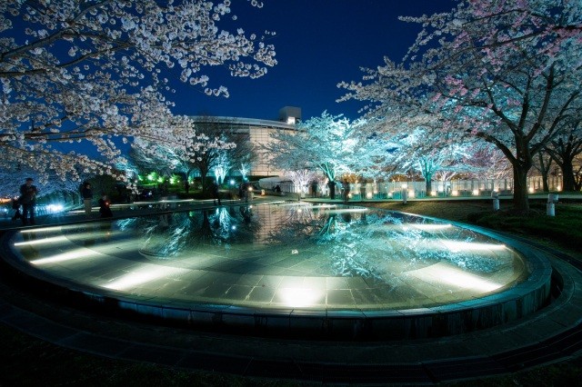空中庭園の夜桜【pixta】