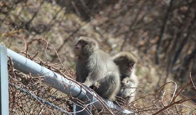 世界最北端日本猕猴调查体验