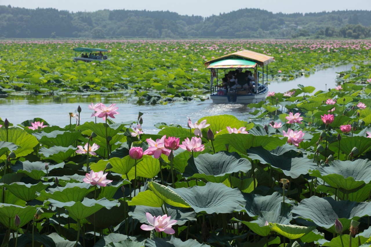 伊豆沼 内沼はすまつり 東北のイベントを探す 旅東北 東北の観光 旅行情報サイト