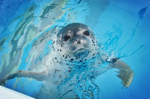 加茂水族館（世界一のクラゲ水族館）