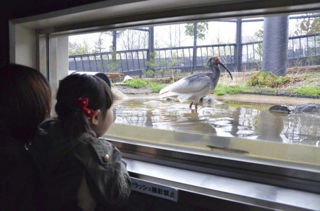 トキの森公園見学