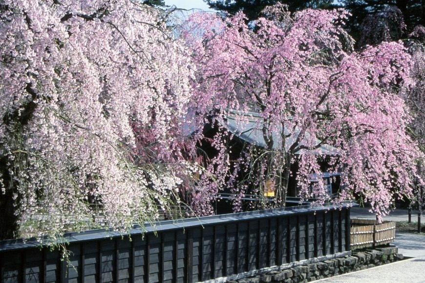 「住み続けられるまちづくりを」武家屋敷通りで江戸時代のまちづくり、現存する武家屋敷について学ぼう