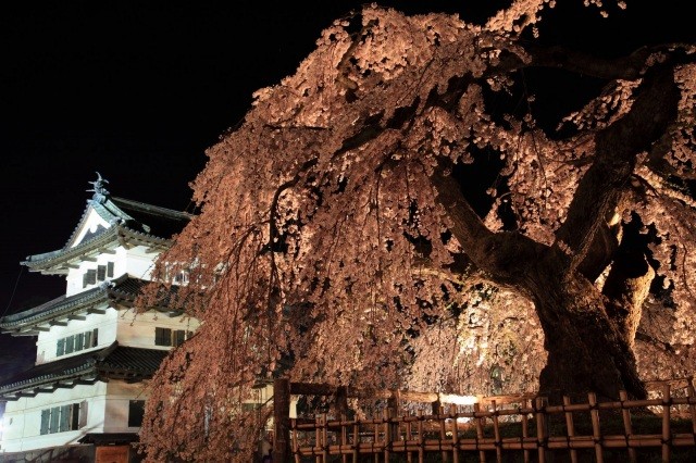 弘前公園の夜桜ライトアップ