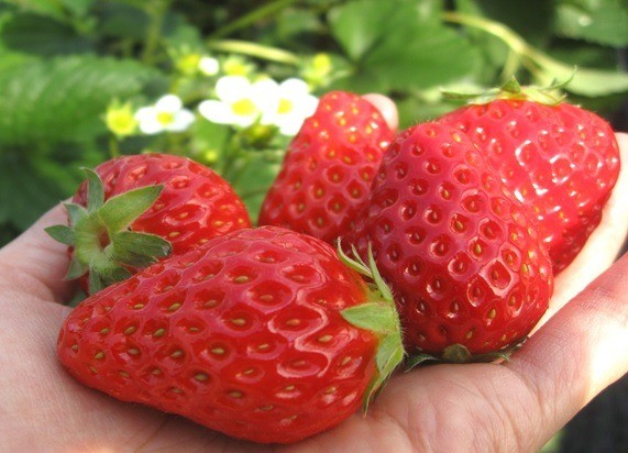 彩花園採草莓
