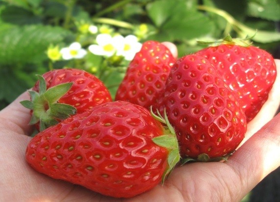 Strawberry Picking at Saikaen