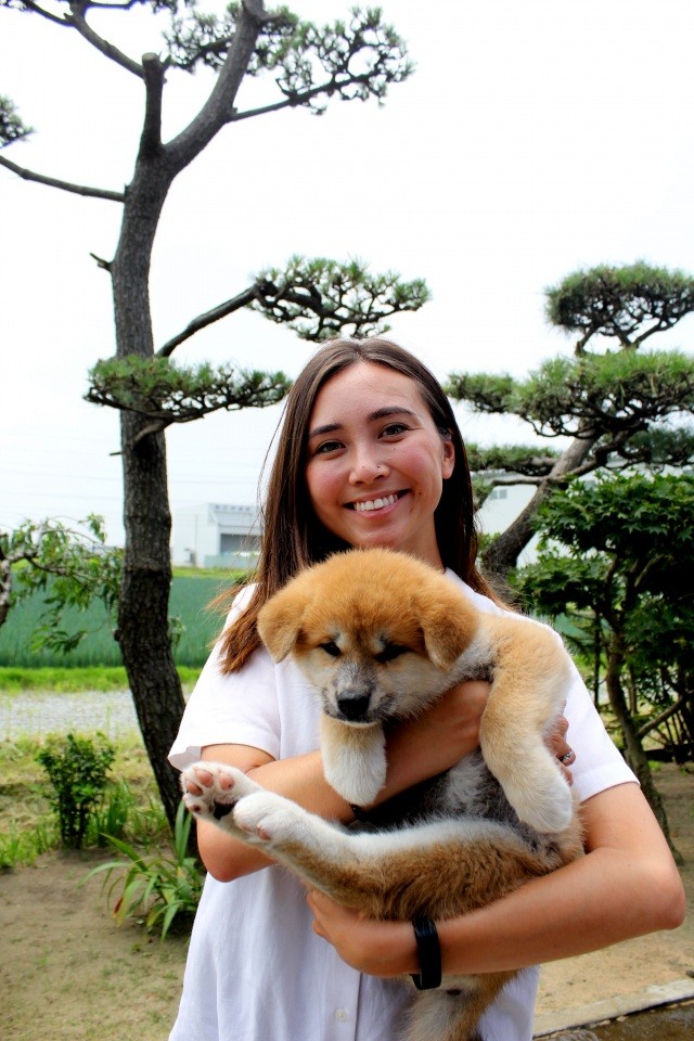 秋田犬ふれあい体験