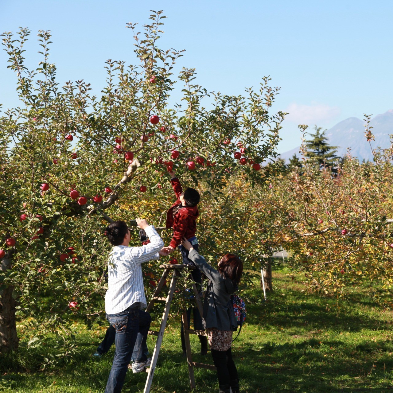 りんご生産量日本一　弘前市のりんご収穫体験