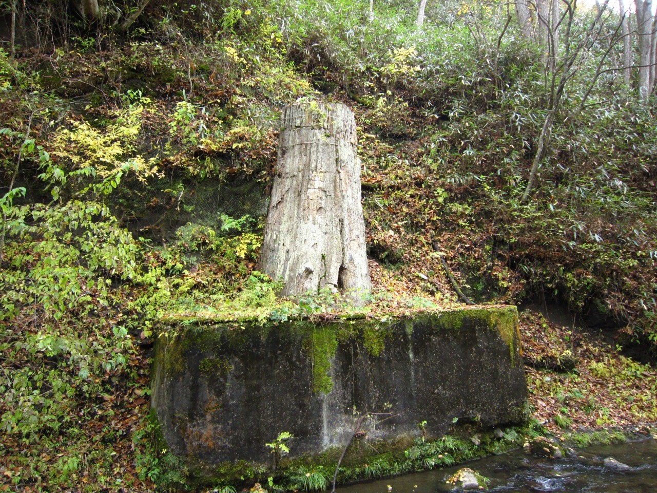 国指定特別天然記念物　「根反の大珪化木」