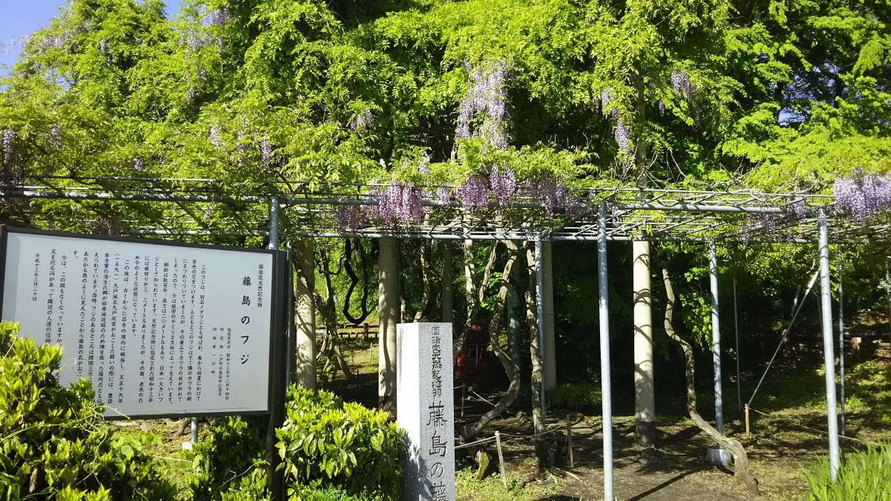 国特別天然記念物　「藤島のフジ」