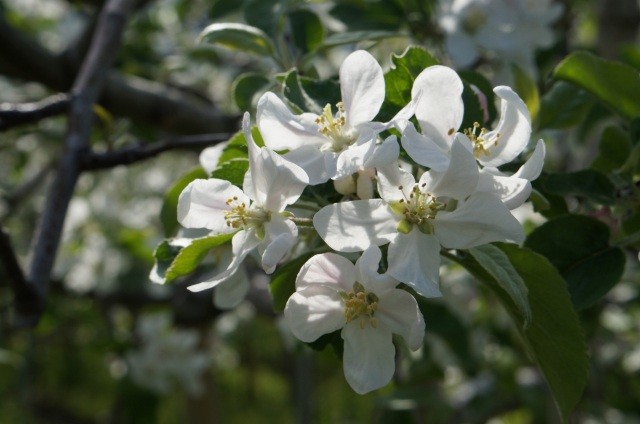 りんごの花（５月上旬）