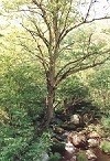 オノオレカンバの木
